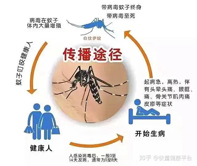 新加坡迎接登革热防控新篇章，健康守护显成效