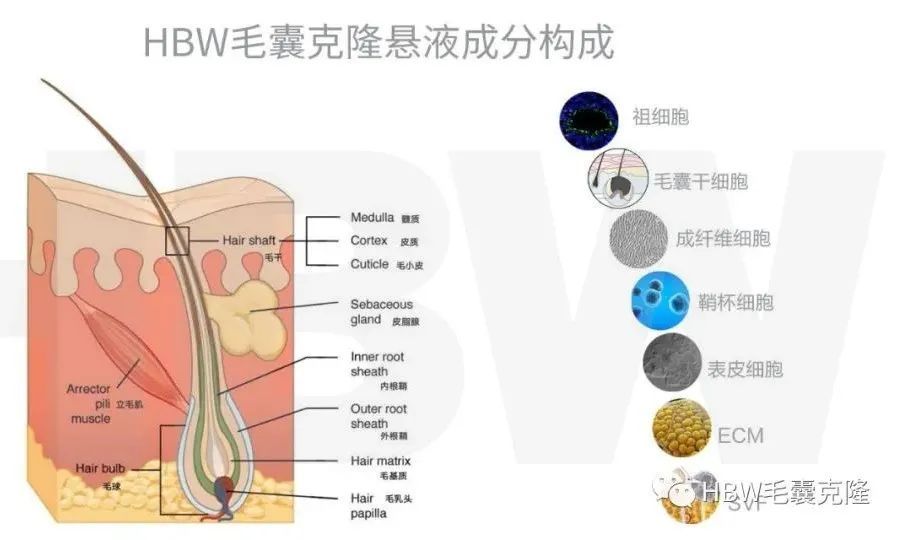 毛囊克隆技术前沿进展速递