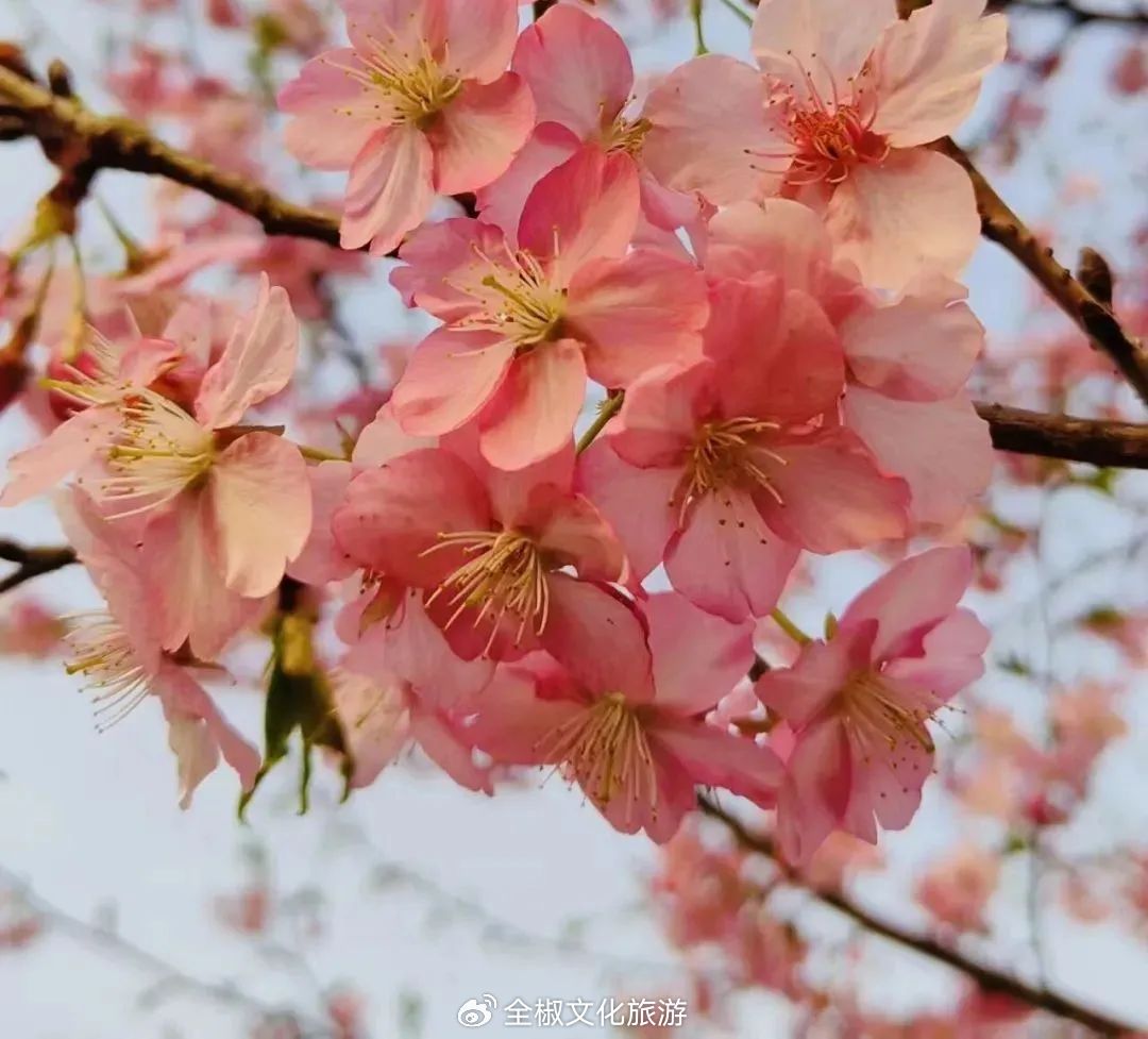 国内热门新晋视频：冬日绽放的梦幻草樱瞬间